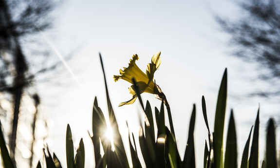 Billede af påskelilje i det fri
