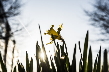 Påskeliljer Billede af påskelilje i det fri