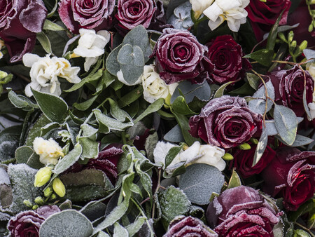 Billede af blomster i frost