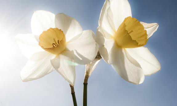 Billede af pinseliljer i det fri