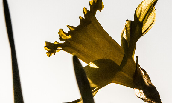 Billede af påskelilje i det fri